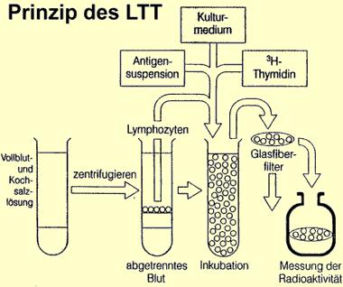 Lymphozyten-Transformations-Test Kulturmedium Antigensuspension 3 H-Thymidin Lymphozyten