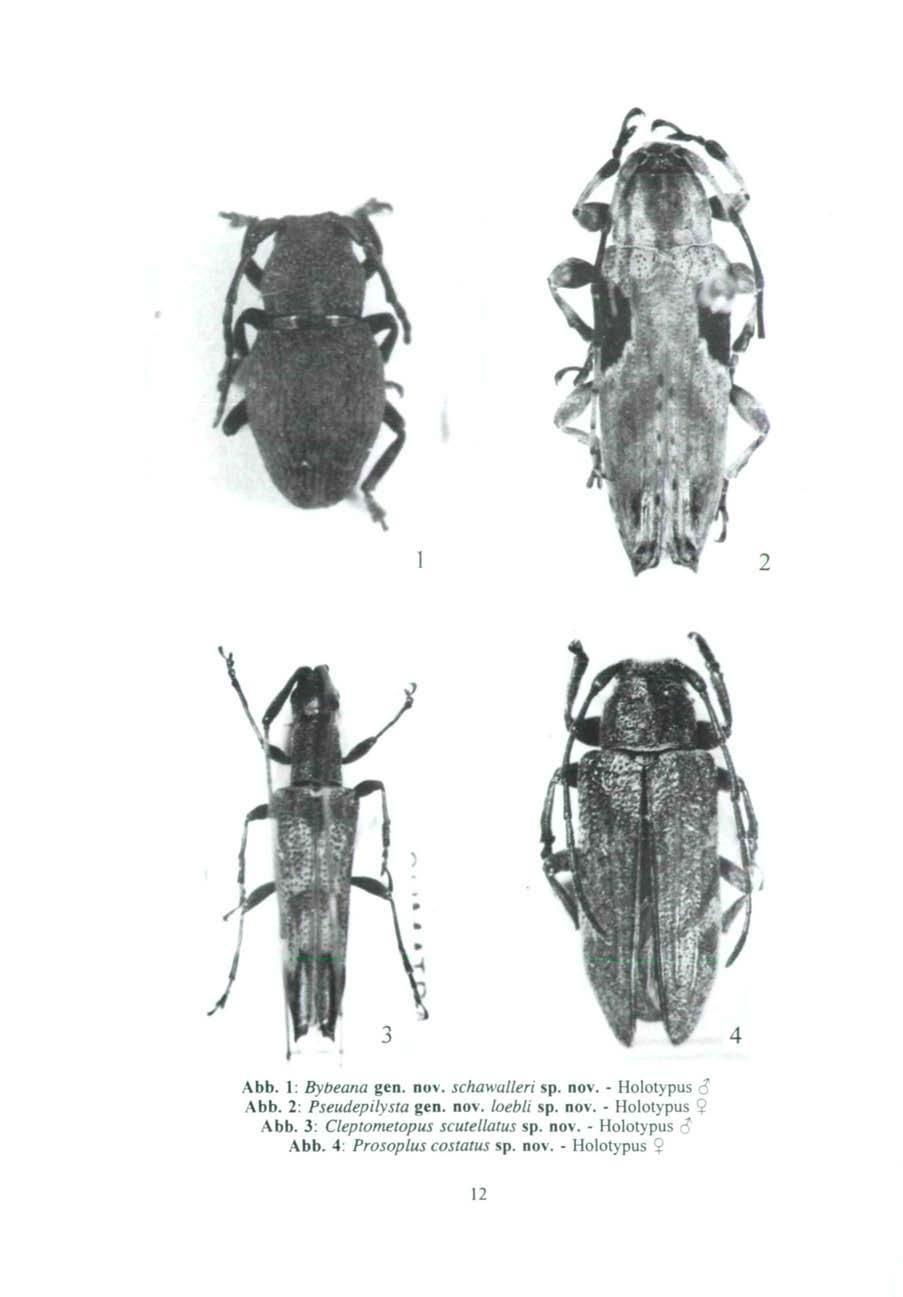 Abb. 1: Bybeana gen. nov. schawalleh sp. nov. - Holotypus c? Abb. 2: Pseudepilysta gen. nov. loebli sp. nov. - Holotypus $ Abb.