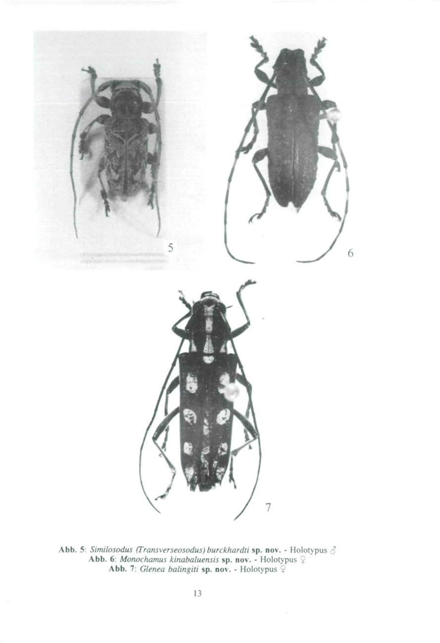 Abb. 5: Similosodus (Transverseosodus) burckhardti sp. nov. - Holotypus Abb.