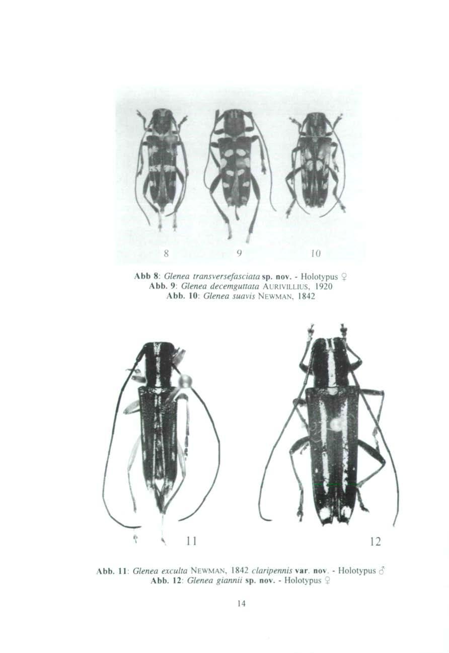 8 10 Abb 8: Glenea transversefasciata sp. nov. - Holotypus $ Abb. 9: Glenea decemguttata AURIVILLIUS, 1920 Abb.
