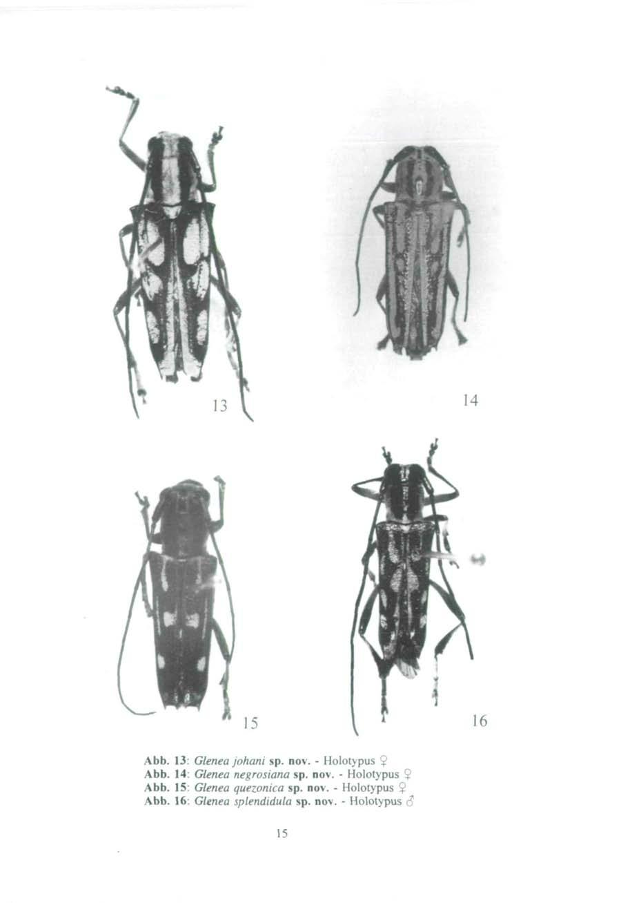 14 15 Abb. 13: Glenea johani sp. nov. - Holotypus $ Abb. 14: Glenea negrosiana sp. nov. - Holotypus $ Abb. 15: Glenea quezonica sp.