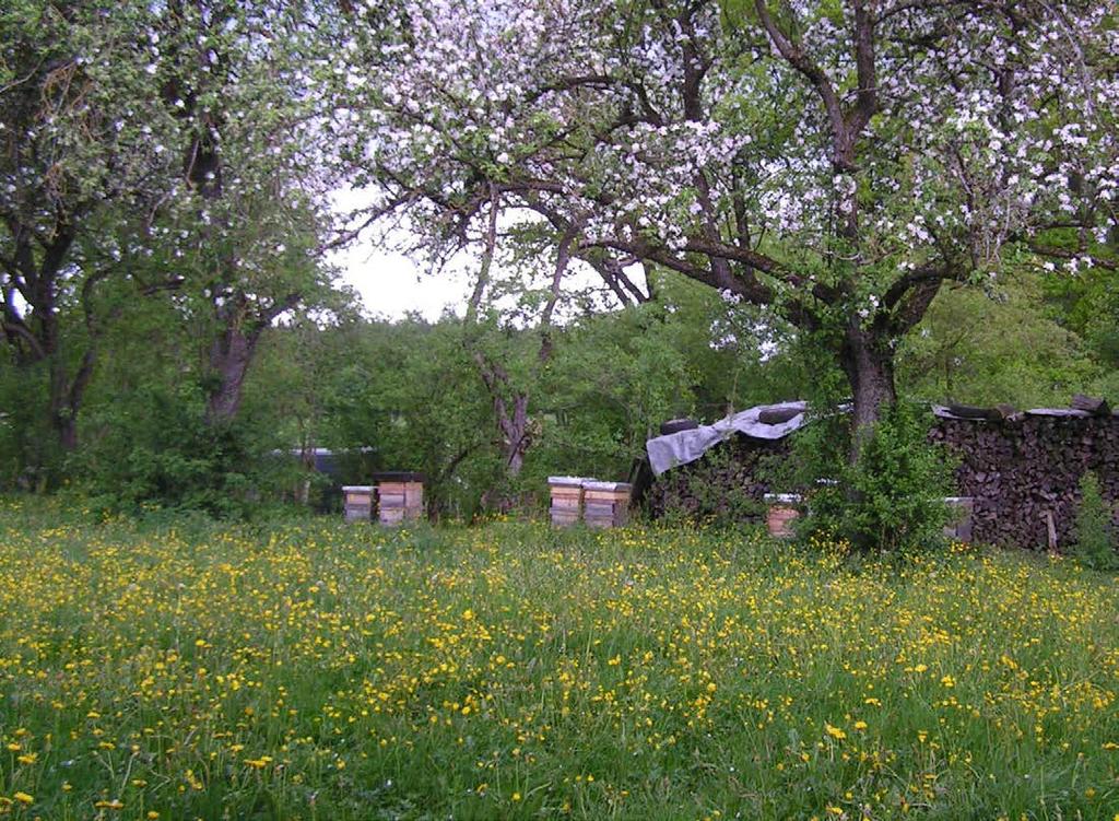 Gesunde Standorte für Bienenvölker trocken,