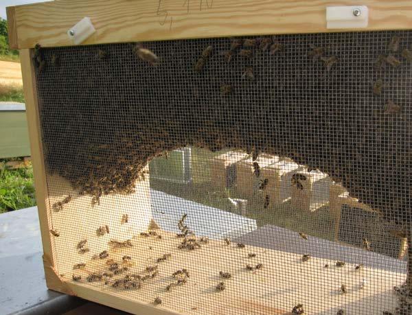 Fremde Bienenvölker und Schwärme: Fremde Schwärme in Quarantäne bringen und nur auf Mittelwände einschlagen!