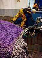 Die Wiederherstellung gesunder europäischer Fischbestände, die eine nachhaltige Befischung erlauben, und eine Begrenzung unseres Konsums auf die Erträge unbedenklicher Fischerei sind der richtige