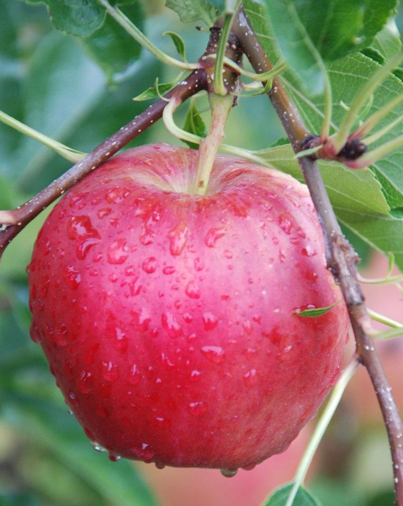 Summerflame (F-ND-5) Nela x Delbarestivale LVWO Weinsberg hoch schorftolerant, kein Krebs, sehr guter Geschmack, attraktiver Apfel, gut lagerfähig