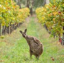 hohen Freizeit- und Erholungswert hat. Alle die sich für Australischen Wein interessieren sollten von hier aus mit uns nach Hunter Valley fahren.