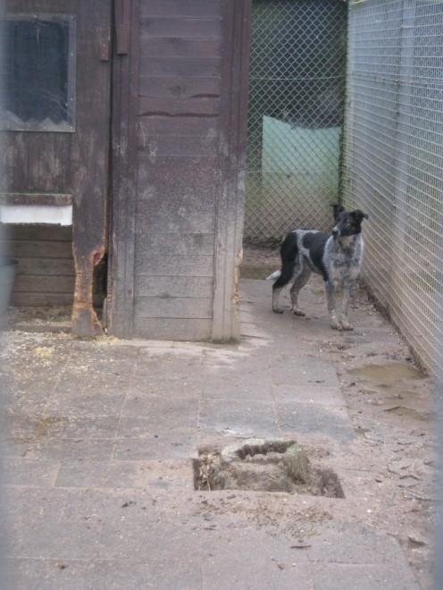 Ella (früher Amsel) Als ich Ende Dezember 2013 mit anderen Junghunden ins Tierheim Heinsberg kam, war ich mit den Nerven ziemlich am Ende. Ich hatte Angst vor meinem eigenen Schatten.