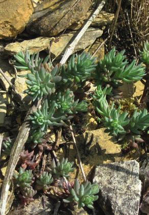 Wasserspeicherung in Pflanzen Auf den offenen Kalkgesteinsflächen in dem Steinbruch am Westerberg sind die Pflanzen extremen Bedingungen ausgesetzt.