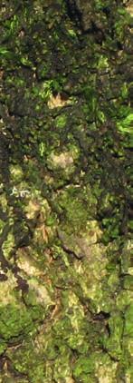Aloemoos Wassersack-Lebermoos andere Pflanzen nicht gedeihen können, wo es zum Beispiel zu nass, zu trocken, zu steil oder zu dunkel ist. Solche Wuchsorte haben Steinbrüche reichlich zu bieten.