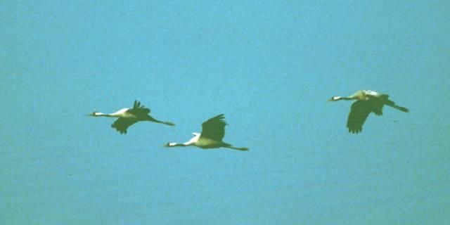 Licht und Vögel Unfallbeispiel I Deutsche Ornithologen berichten von der Notlandung von 2000 Kranichen im Jahr 1998, die von den Flutlichtstrahlern der Ruine Ulrichstein in Hessen angezogen wurden.