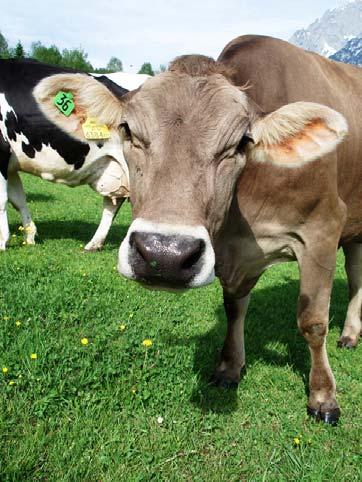 Schlussfolgerungen (Conclusions) I Vollweide (Full pasture) ca. 6.5 kg Milch sind möglich (about 6,5 kg of milk are possible) hohe Weidefutteraufnahmen (5 % der Ges.