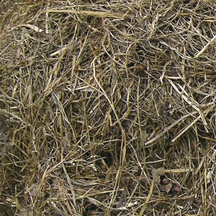 hay maize silage