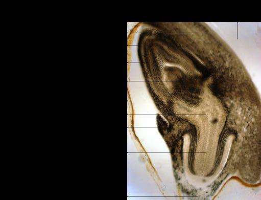 Triticum spec., Karyopse mit Embryo im Längsschnitt im Wasser bzw. im Quer- und Längsschnitt als Fertigpräparat 7. ÜZ, Embryo in einer Karyopse im Längsschnitt 8.