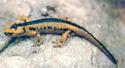 Salamandra salamandra bernardezi aus
