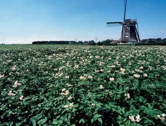 So viele Abnehmer, so viele Wünsche; ein Vergleich Pflanzgut wird in den Niederlanden mittels Feldbestandsprüfungen, Nachprüfungen und Partieprüfungen geprüft.