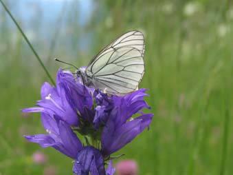 ZWISCHENBERICHT Schmetterlingsförderung auf Biogrünlandbetrieben Andreas Lang 1), Véronique