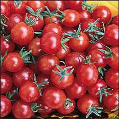 Türkischer Gewürzpaprika BIO Besonders geeignet für es Paprikapulver, reichlich auf rot abreifende konisch-blockige Früchte, C.