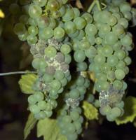 2.2 Traubenschäden Entwicklung der Traube 1. Botrytis cinerea (Grauschimmel) kann nicht nur ganz hervorragende Weißweine hervorbringen, sondern auch große Schäden verursachen.