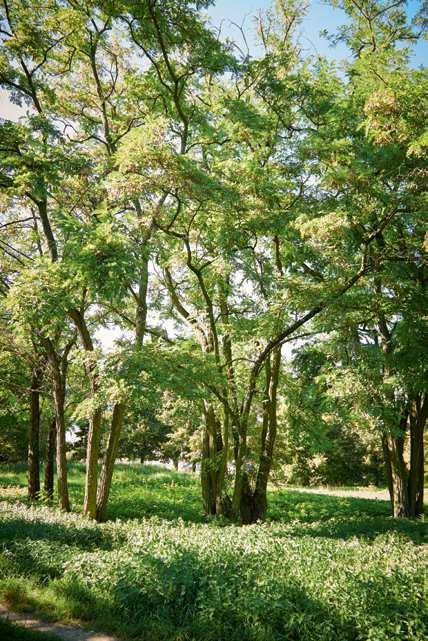 MANNHEIMS BÄUME Mannheims Bäume haben verschiedene Zuständigkeiten. Rund 85.000 Bäume wachsen an Straßen und in öffentlichen Grünflächen.