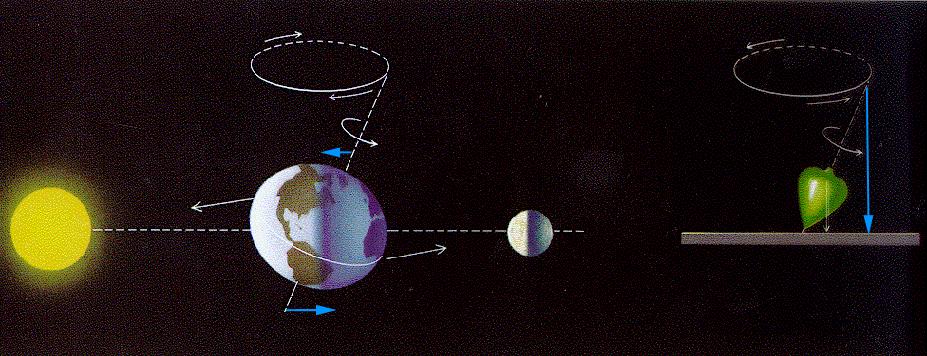Beispiel: Sonne, Mond: Erde als Kreisel Die Anziehungskräfte von Mond und Sonne (blaue Pfeile) versuchen, den