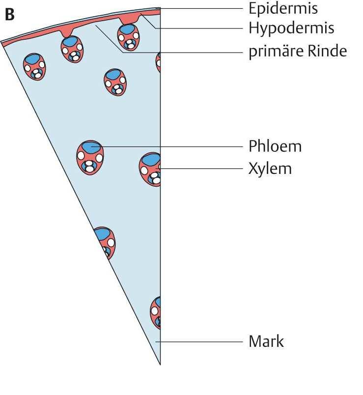 Das Leitbündel im Querschnitt des Mais-Stängels Kein scharfer Übergang Rinde-Mark P X (Parenchym) Der Xylem-Phloem-Komplex des Maisstängel-Leitbündels ist von einer Schicht von Sklerenchymzellen