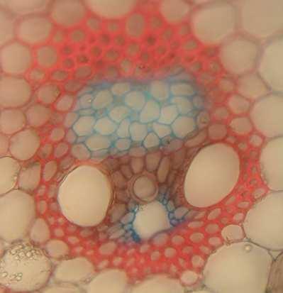 Geschlossen-kollaterales Leitbündel des Maisstängels im Querschnitt Färbung mit Safranin + Astrablau Leitbündelscheide Phloem Markparenchymzellen (Wände blau mit Astrablau, wegen Cellulose)