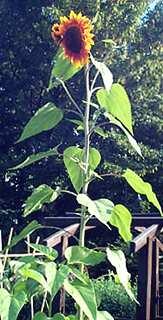 Bau der Sprossachse Dikotyle Pflanze Monokotyle Pflanze Der wachsende Spross