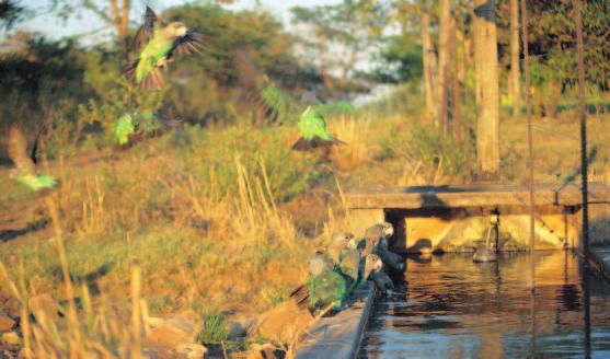 Bild 1: Kap-Papageien versammeln sich früh morgens zur Wasseraufnahme, Nördliche Provinz, Südafrika. Nahrungsaufnahme unmittelbar vor Beginn der Brutaktivitäten von November bis März darstellt.
