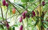 Kakao Kakao ist eine tropische Frucht, die an Bäumen wächst.