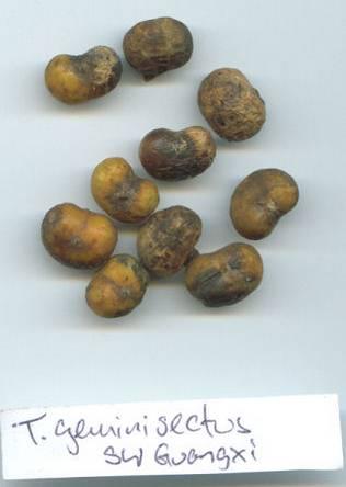 Trachycarpus sp. Nagaland (unbeschrieben).