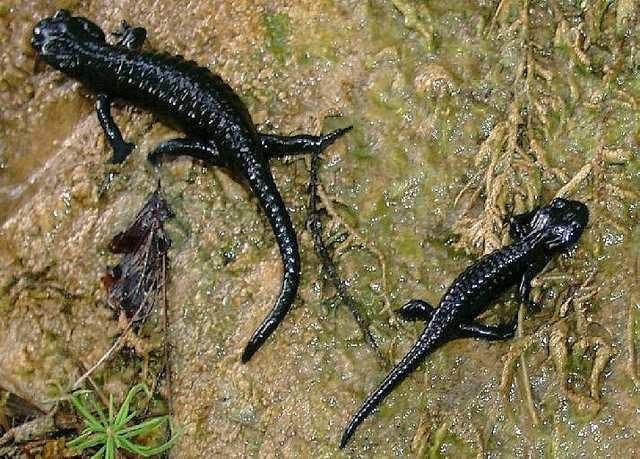 bzw. gelb/schwarz) Salamandra atra atra 2.