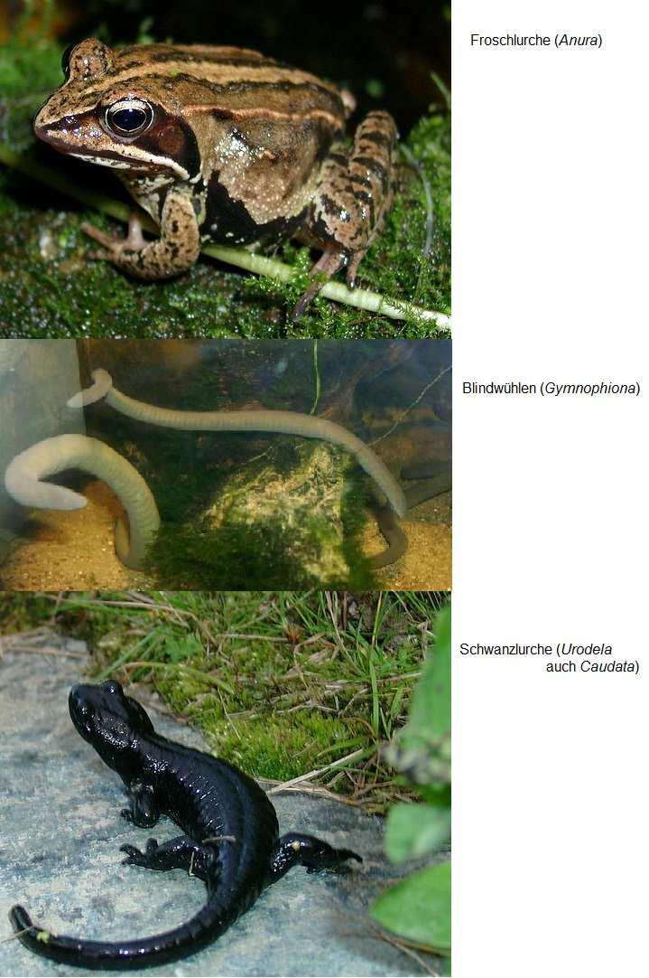 Klasse: Amphibien drei Ordnungen: Froschlurche