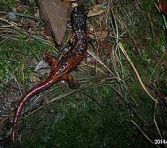 z.b. Familie: Plethodontidae Lungenlose Salamander - ca. 2/3 aller Schwanzlurch Arten der Welt - i.d.r. Brutpflege durch Weibchen, Direktentwicklung im Ei zum Vollmolch an Land (z.b. 10 Monate) -