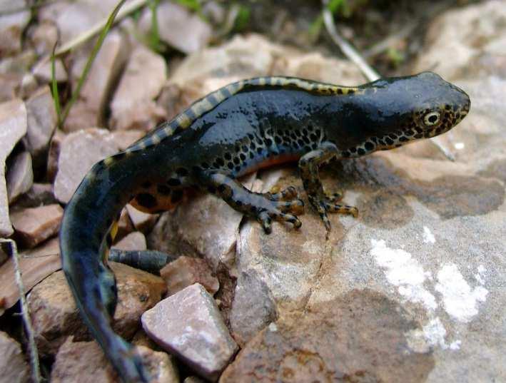 z.b. Familie: Salamandridae (echte Salamander und Molche) Die Familie Salamandridae teilt sich in drei große verwandtschaftlichen Unterfamilien: Pleurodelinae Schwanz