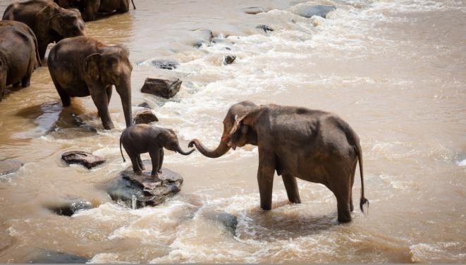 Angekettet In Indien kettet man junge Elefanten mit dem Fuß an einen Pfahl, damit sie nicht weglaufen.