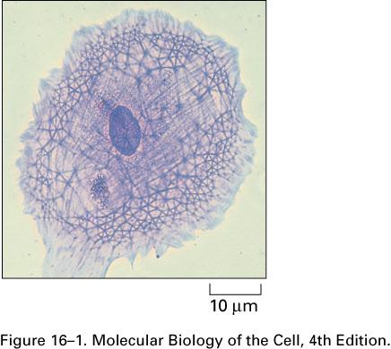 Das Zytoskelett Allgemeine Eigenschaften statisch dynamisch Zytoskelettstruktur einer Zelle B) Die Filamente sind