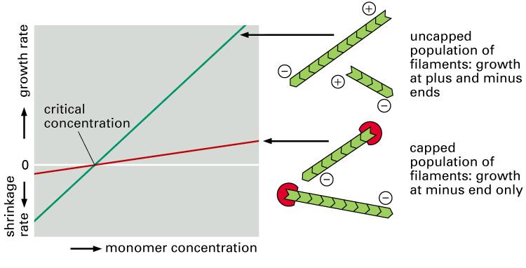 Capping von Filamenten beeinflusst die Dynamik hne Capping: Wachstum am Plus-Ende (schnell) und am Minus-Ende