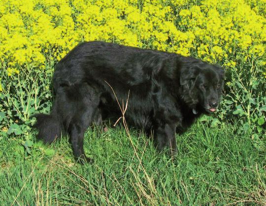 Alter erreichen. Sanfte Kraft. Ein schönes Beispiel hierfür ist Balu, der mit seinen 16 Jahren zwar für einen so großen Hund überdurchschnittlichalt ist, jedochnoch lange nicht zum alten Eisen gehört!