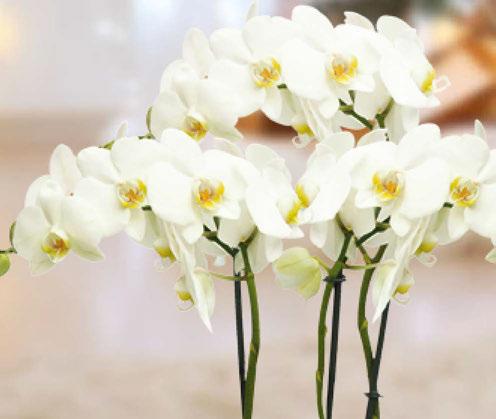 5 Orchideen- Blattpflege fördert