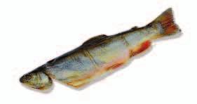 BUTTERFISCH Grätenarmer Atlantikfisch, der in den letzten Jahren viele Liebhaber gefunden hat.