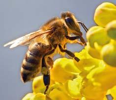 Bienenmonitoring Die clevere Umweltanalyse Foto: Zoltán Futó/fotolia Honig gilt als naturrein und gesund Wir Deutschen sind mit 1,1 kg pro Kopf und Jahr Weltmeister beim Verzehr von Honig.
