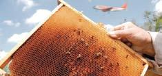 Geprüfter Flughafenhonig Beim Bienenmonitoring 2011 konnten wir zeigen, dass der Honig aus dem Umfeld des Airports keine Belastung mit flughafentypischen