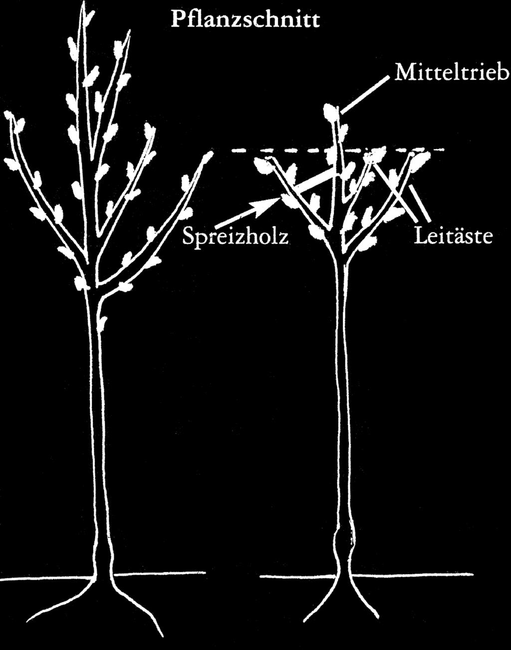 befestigt das Schlauchband mit einer Krampe am Pfahl. Der Baum kann jetzt durch seine Eigenspannung nicht an den Pfahl schlagen.