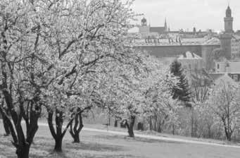 17. Oktober 2017 Wissenswertes aus dem städtischen Alltag Seite 11 i Die Streuobstwiese als Pendant zum Ölberggarten. konnten 100 Apfel- und Birnenbäume nachgepflanzt werden.