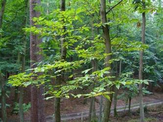 Sauener Wald - Brandenburg Bewerber: Stiftung August Bier Der Sauener Wald ist ein in vorbildlicher Weise bewirtschafteter Wald.