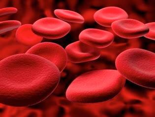11.2 Im Mikroskop wurden rote Blutzellen (Erythrocyten) in verdünntem Menschenblut betrachtet. Zu den Zellen wurden nacheinander vier Flüssigkeiten A - D gegeben.