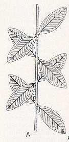 Hier: zwei Blätter pro Knoten: zweizählige Wirtel Die Blätter stehen auf Lücke : 8 2 4 6 usw.