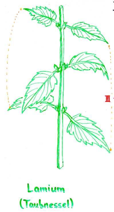 Kursprogramm: Punkt #2 Dekussierte (kreuz-gegenständige) Blattstellung einer dicotylen Pflanze III I Objekt: Buntnessel (Coleus spec.