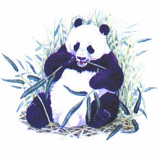 Der grße Pandabär Nahrung: Er frisst nur Bambus 15 kg Blätter der 40 kg Bambussprssen. Dafür braucht er 16 Stunden.