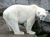 Der Eisbär Lösungsblatt: 1. W lebt der Eisbär? Alaska Antarktis Arktis 2. Was frisst der Eisbär? Rbben Beeren Insekten 3. Warum kann der Eisbär auf dem Eis gehen?